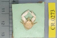 藏品(四葉光滑瓷蟹)的圖片